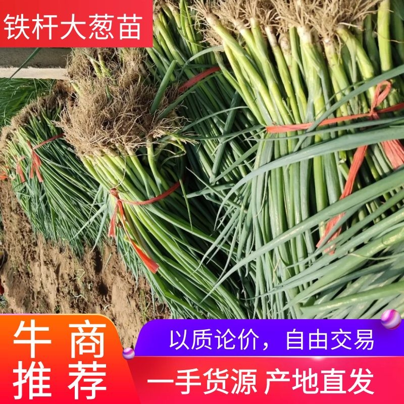 【精品】铁杆大葱苗，大葱育苗基地，耐高低温品种好质优价廉