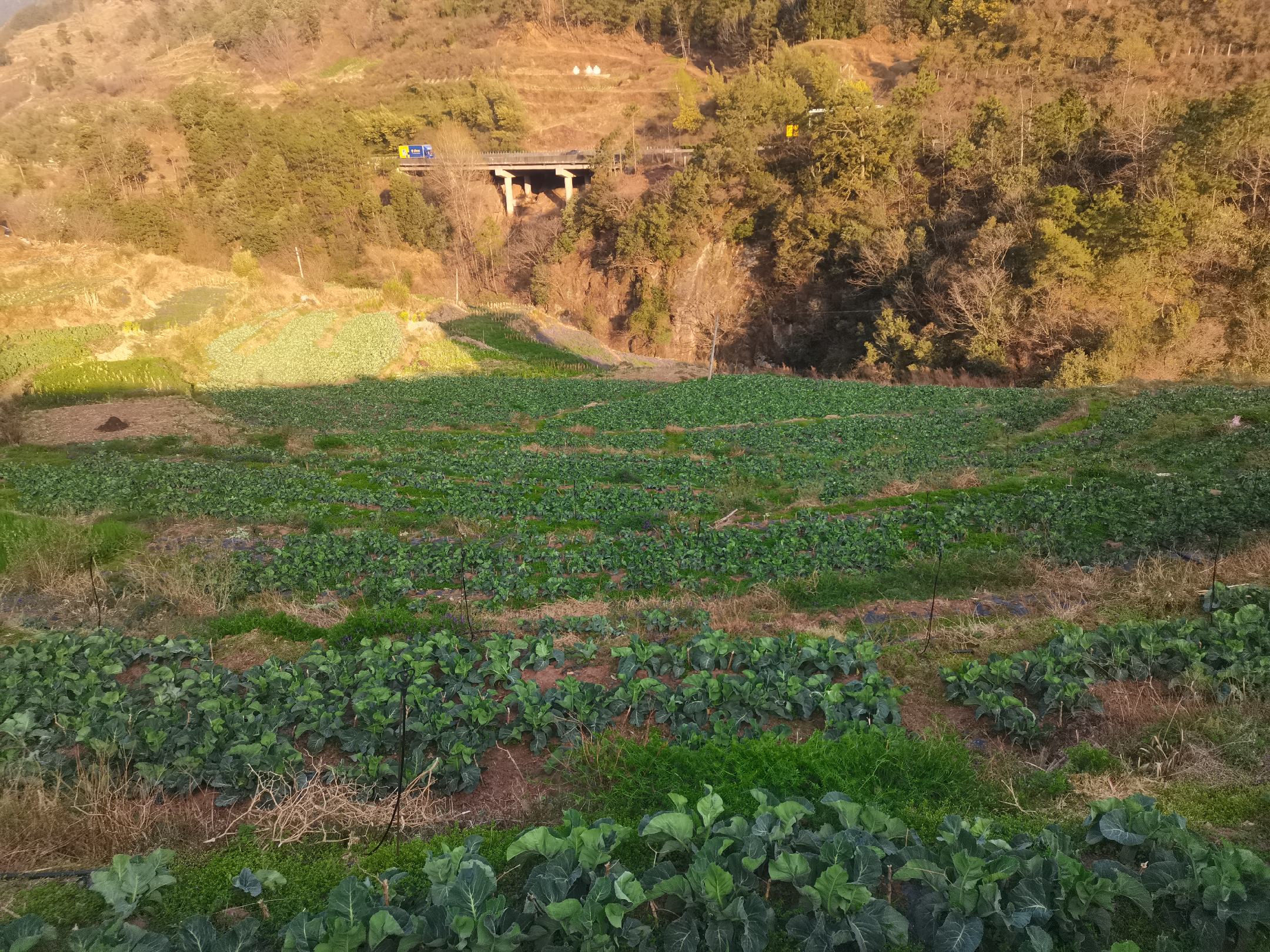 松花菜田间生长实景