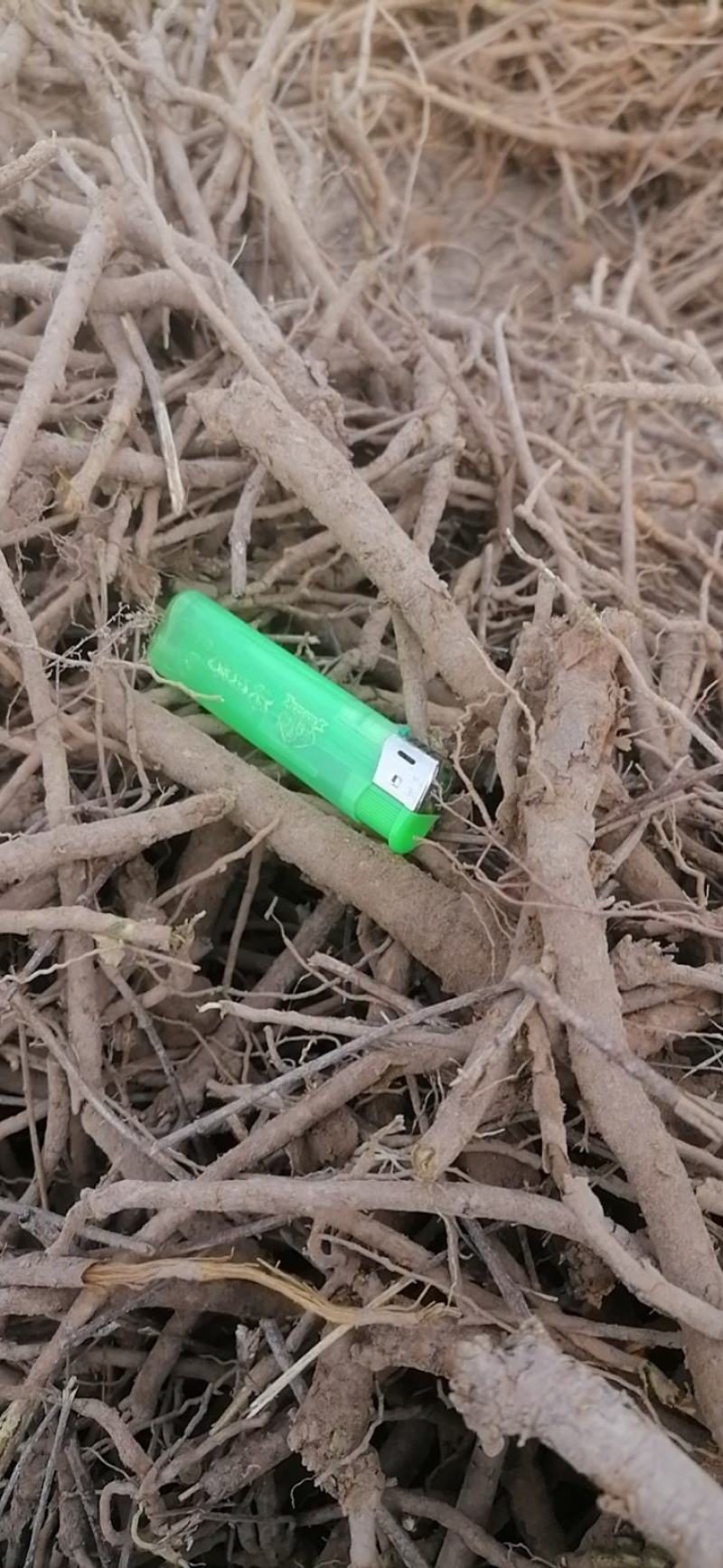 黄芩片过筛无硫无添加黄芩个子规格齐全产地直供