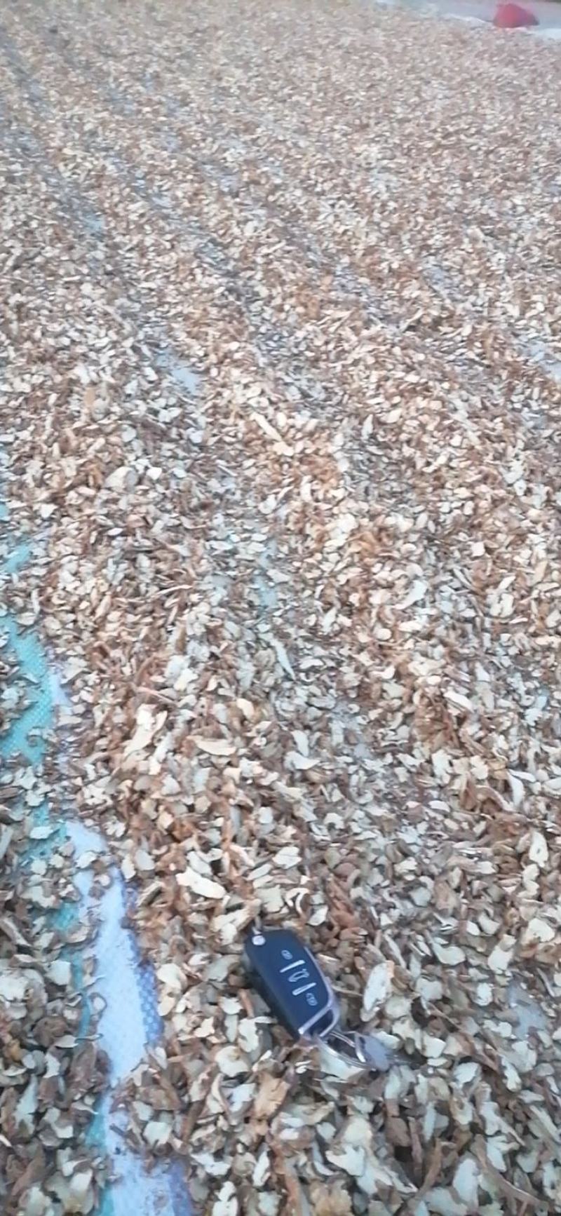 知母片