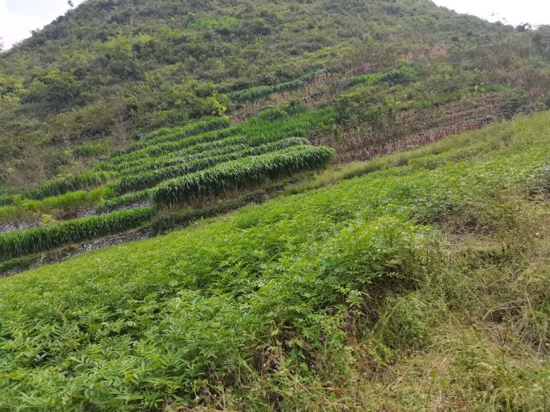 贵州贞丰顶坛花椒苗，系发达，苗粗壮，成活高，量大另谈价，
