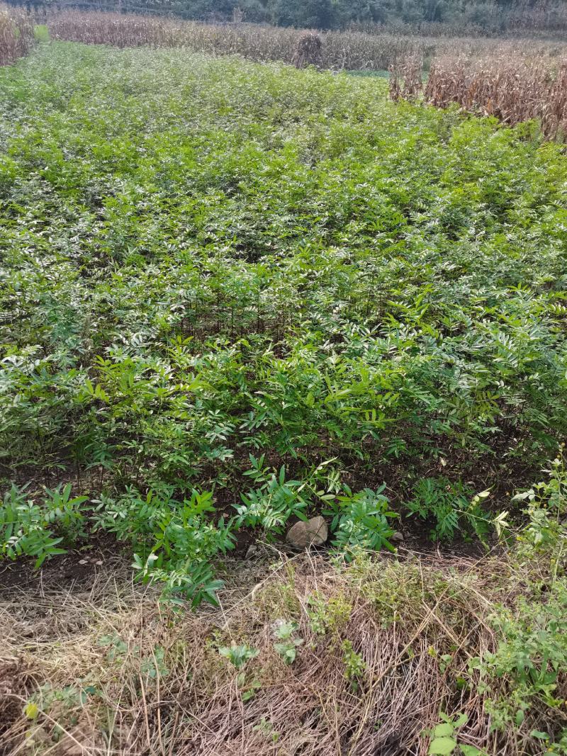 贵州贞丰顶坛花椒苗，系发达，苗粗壮，成活高，量大另谈价，