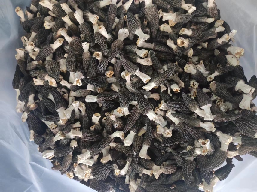 羊肚菌与禁忌食材对比图