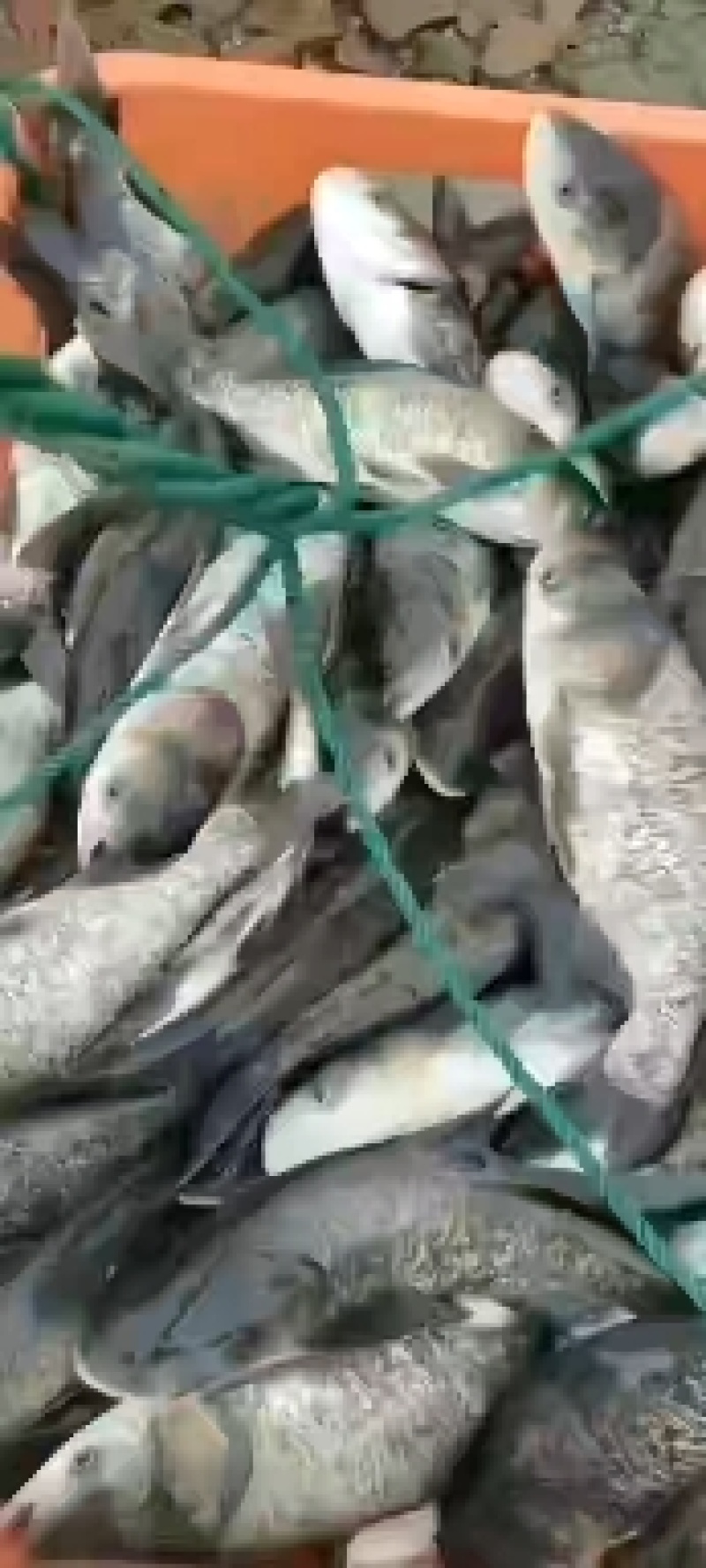 精品花鲢苗塘口一手货源，产地直销，可配送