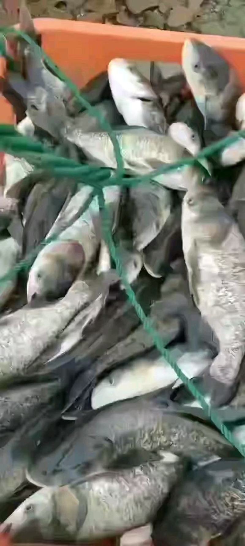 精品花鲢苗塘口一手货源，产地直销，可配送