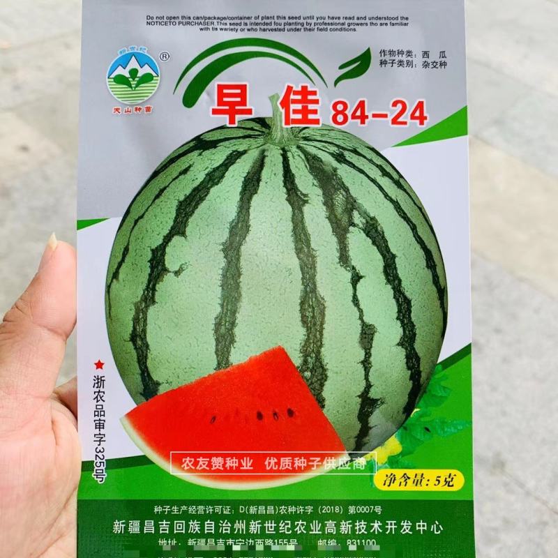 新疆早佳8424西瓜种子皮薄早熟西瓜一代杂交种糖度高