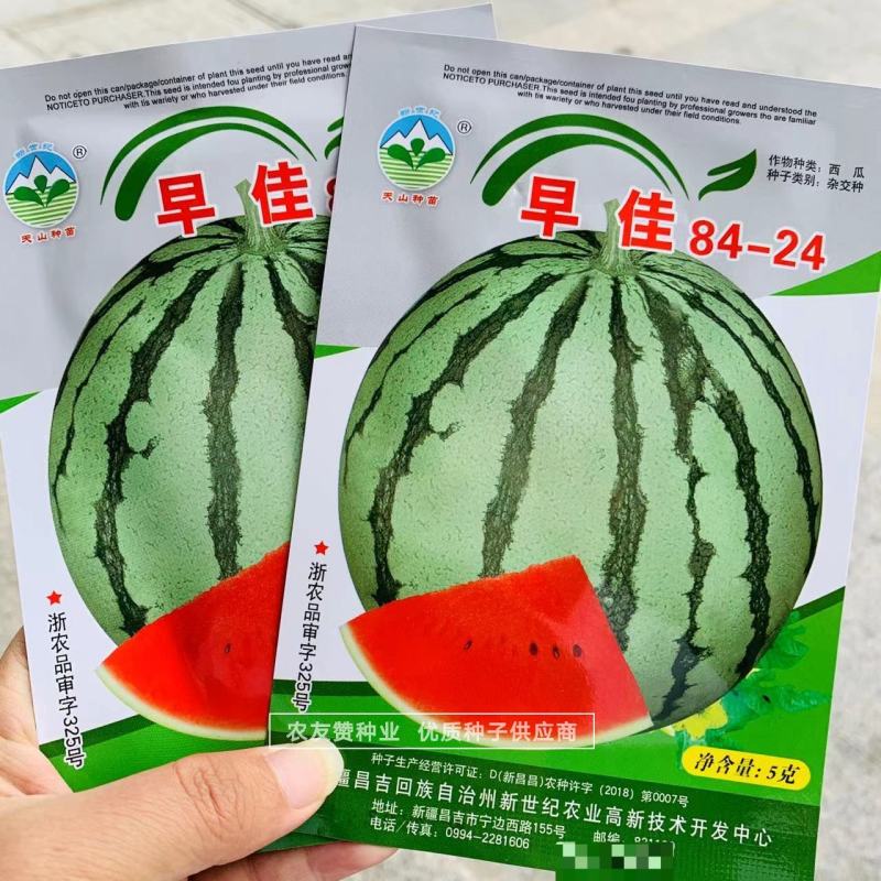 新疆早佳8424西瓜种子皮薄早熟西瓜一代杂交种糖度高