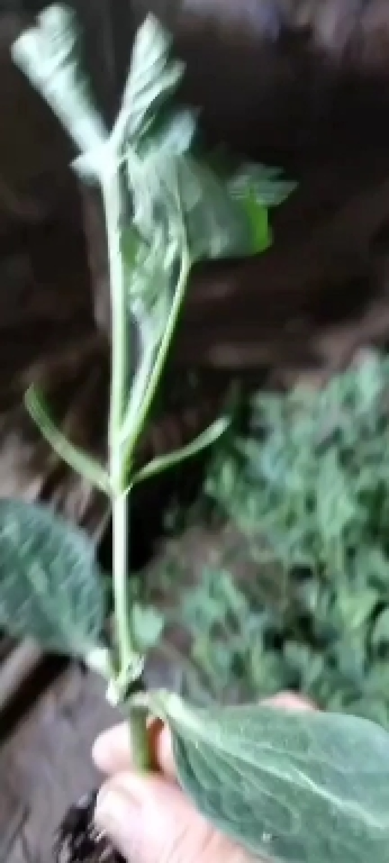 西瓜苗大量现货京欣西瓜苗脱毒基地直供视频看货