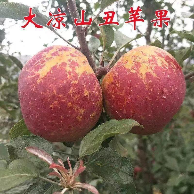 冰糖心苹果树丑苹果盆栽地栽南方北方种植当年结果