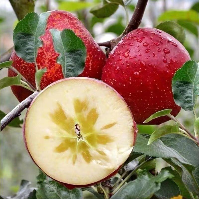 冰糖心苹果树丑苹果盆栽地栽南方北方种植当年结果