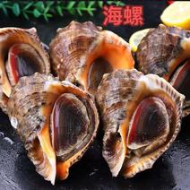 鲜活海螺大海螺大中小超肥新鲜海螺螺类水产批发
