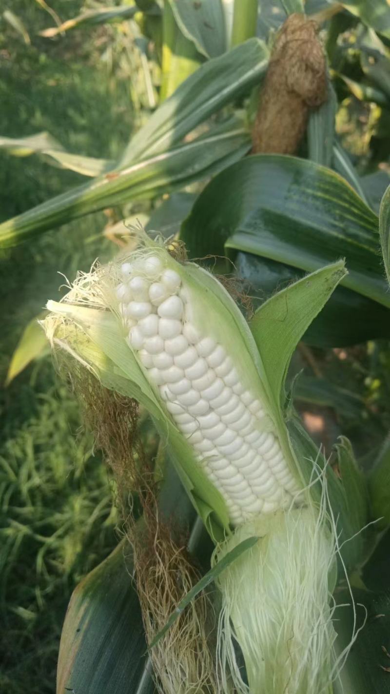 白玉米