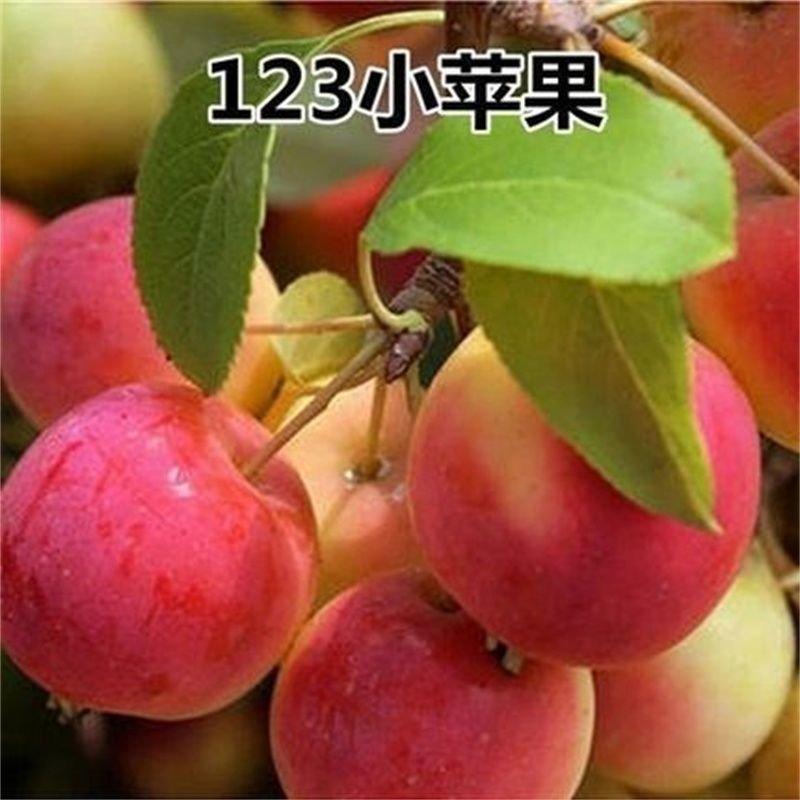 123小苹果苗沙果苗抗寒鸡心果大秋果树苗南北方种植当