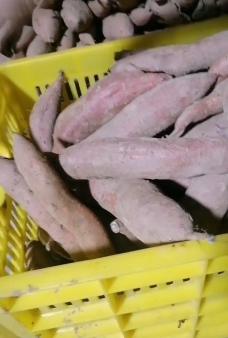 北田板栗薯