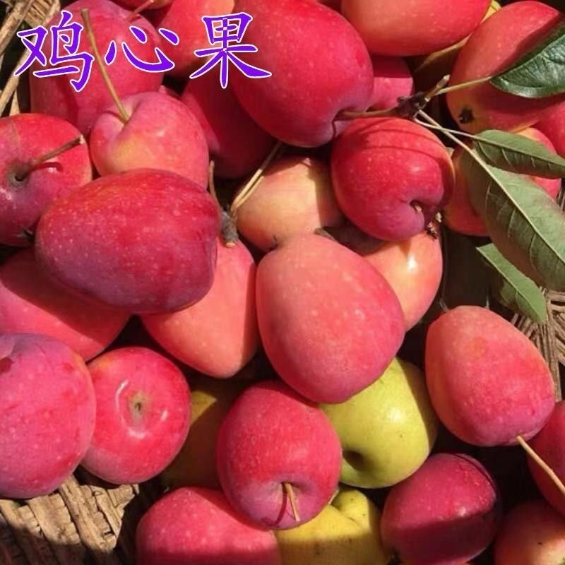 嫁接鸡心果树苗阳台盆栽水果苗庭院地栽小苹果锦绣海棠沙果带