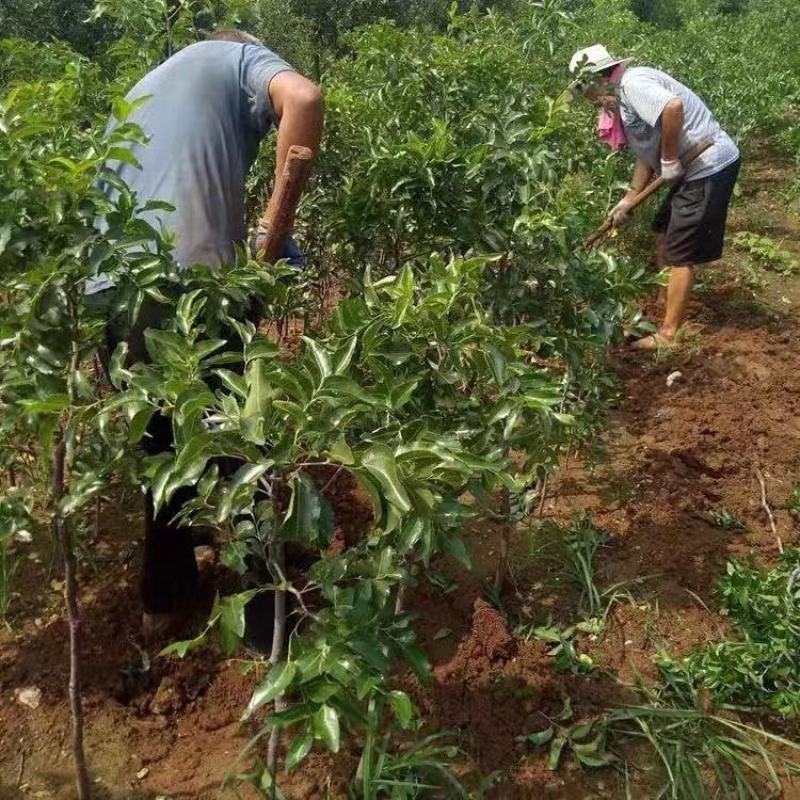 新品种红肉苹果苗当年结果红色之爱苹果树苗南北种植红心苹果