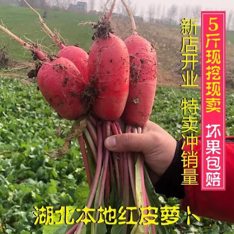 【实力牛商】红皮萝卜大量上市产地直供质量保证量大优惠