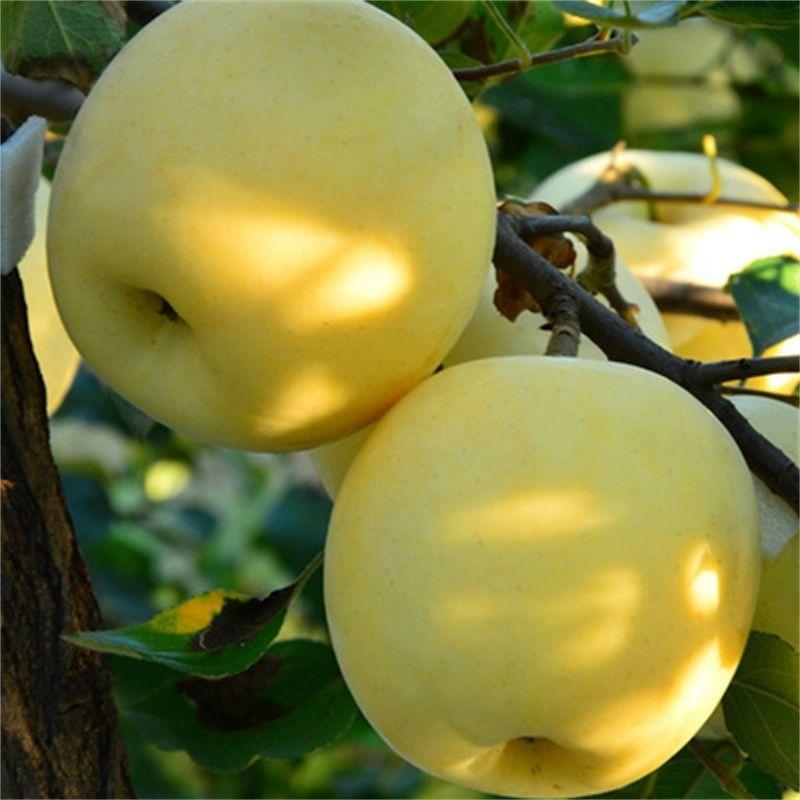 维纳斯黄金苹果树苗嫁接黄肉苹果苗南方北方种植晚熟果树盆栽