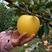 维纳斯黄金苹果树苗嫁接黄肉苹果苗南方北方种植晚熟果树盆栽