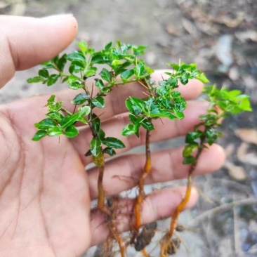 虎刺苗，绣花针苗，产地江西一手货源欢迎客户来电咨询采购