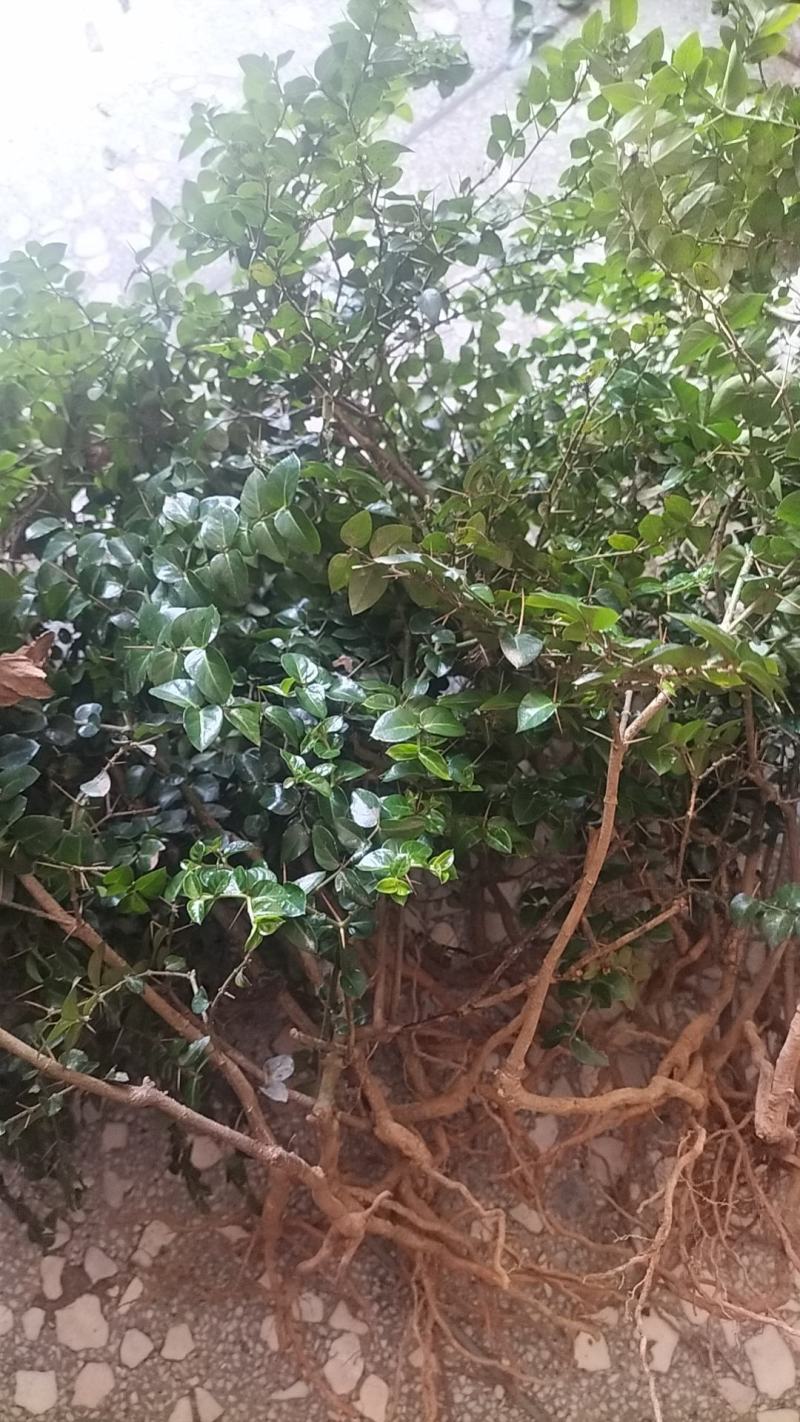 虎刺苗，绣花针苗，产地江西一手货源欢迎客户来电咨询采购