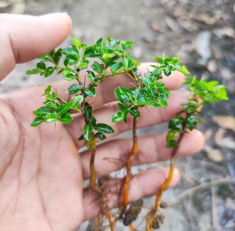 虎刺苗，绣花针苗，产地江西一手货源欢迎客户来电咨询采购