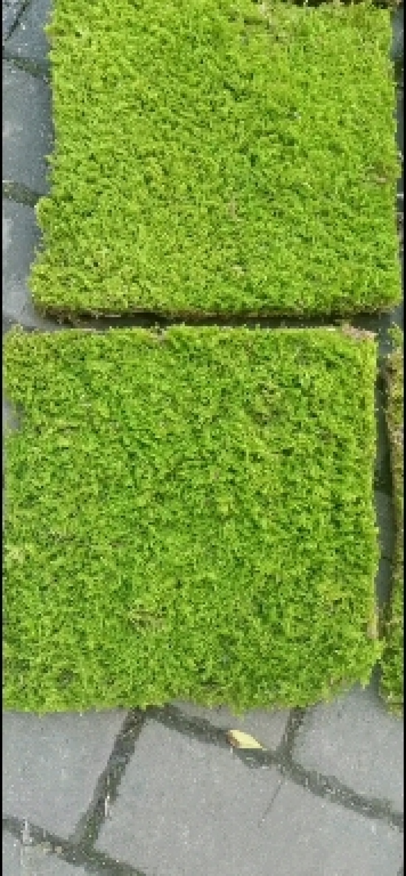 青苔，苔藓，适用院庭，室内，假山，绿化地带专用