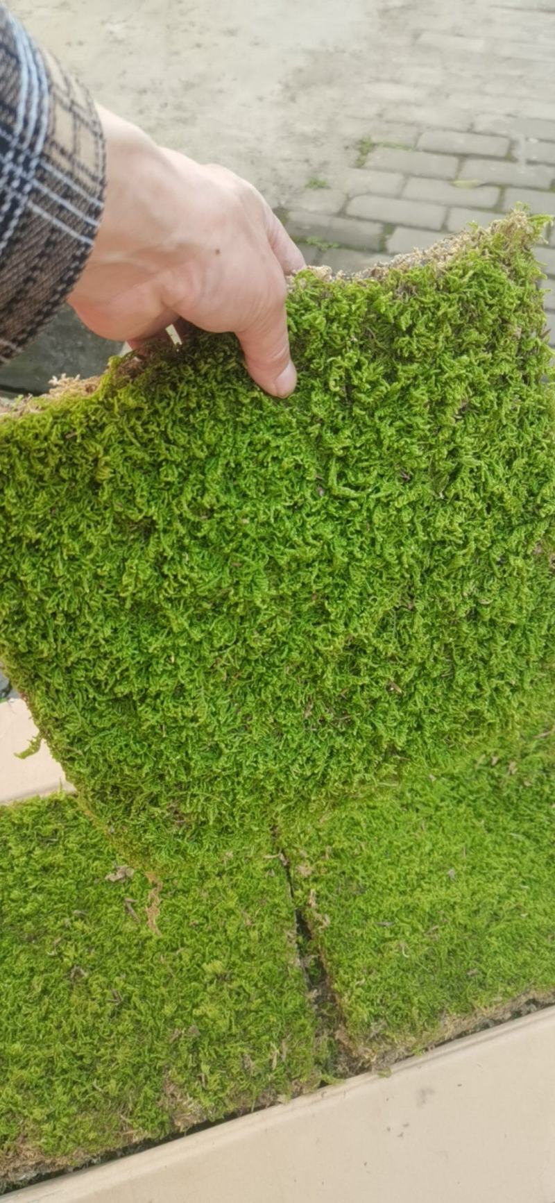 青苔，苔藓，适用院庭，室内，假山，绿化地带专用