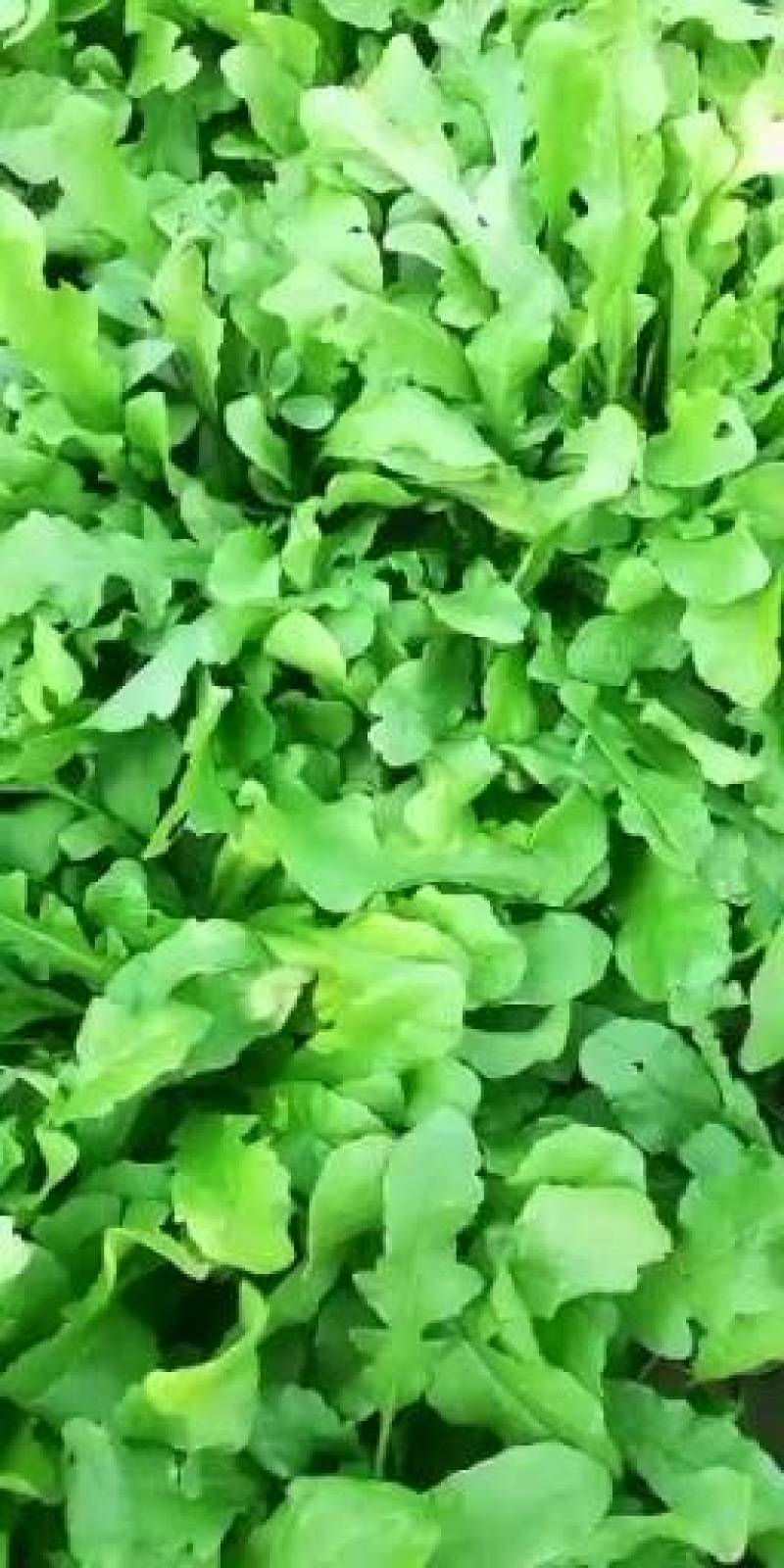 花叶荠菜种子人们较喜爱的野菜种子品种