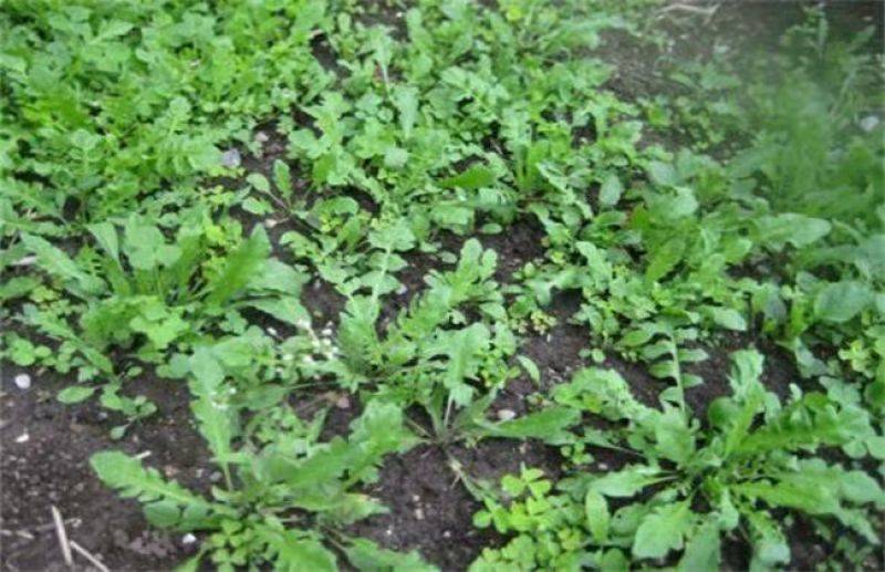 花叶荠菜种子人们较喜爱的野菜种子品种