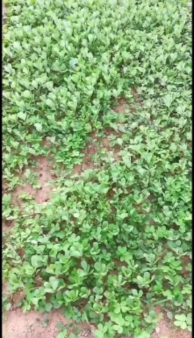 花叶荠菜种子人们较喜爱的野菜种子品种