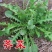 花叶荠菜种子人们较喜爱的野菜种子品种