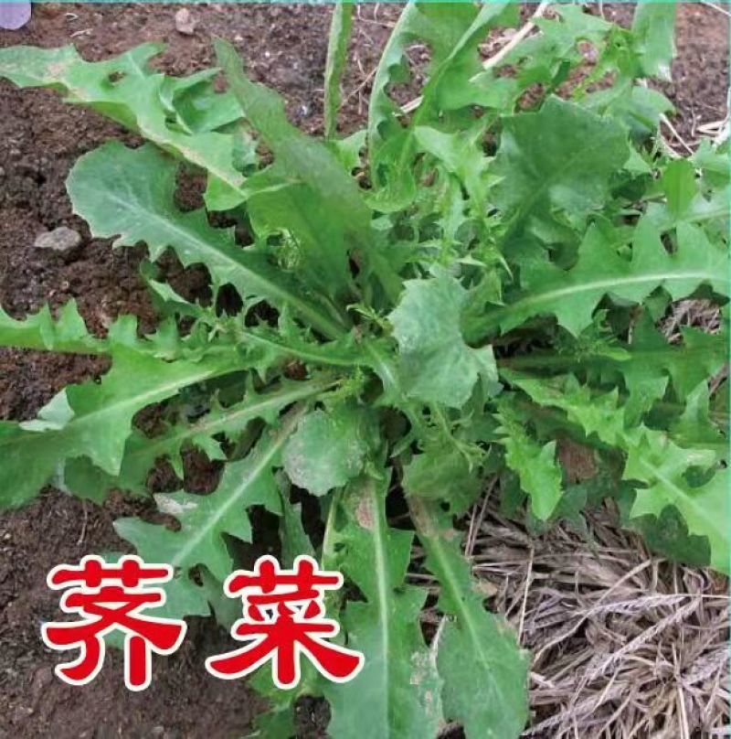 花叶荠菜种子人们较喜爱的野菜种子品种