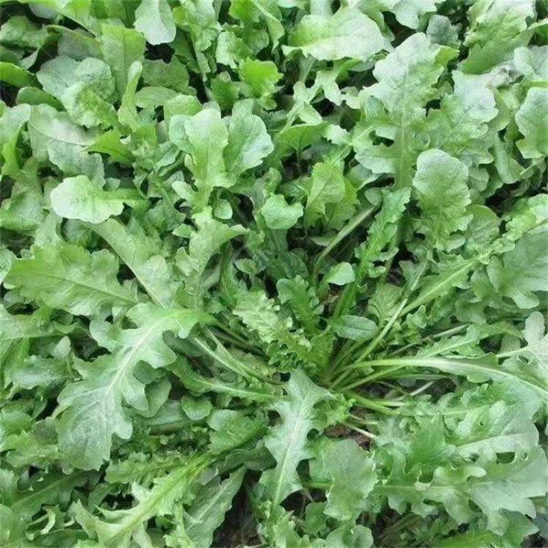 花叶荠菜种子人们较喜爱的野菜种子品种