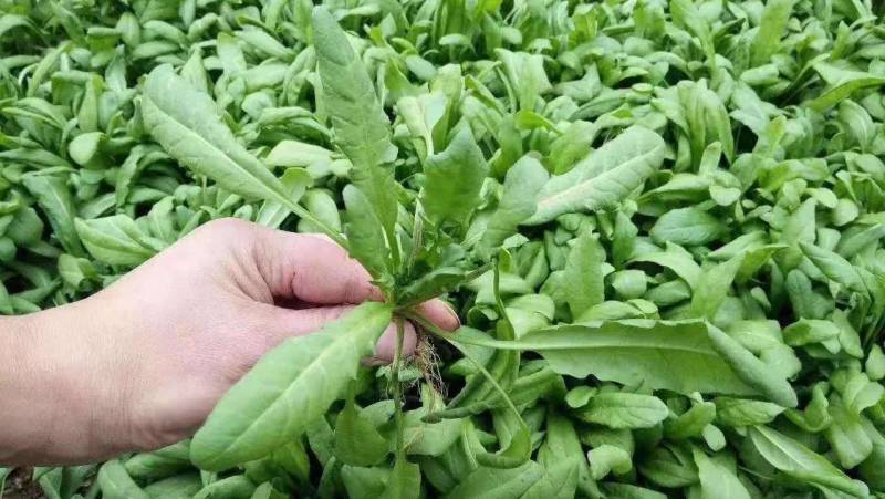 花叶荠菜种子人们较喜爱的野菜种子品种