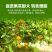 锌硼钙镁磷酸二氢钾多元素植物营养叶面肥花卉多肉果树肥料