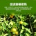 锌硼钙镁磷酸二氢钾多元素植物营养叶面肥花卉多肉果树肥料