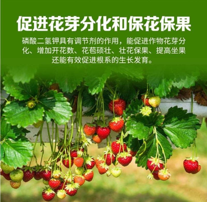 锌硼钙镁磷酸二氢钾多元素植物营养叶面肥花卉多肉果树肥料