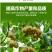 锌硼钙镁磷酸二氢钾多元素植物营养叶面肥花卉多肉果树肥料