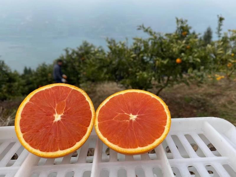 红心橙血橙果大皮薄味甜汁爆产地一手货源整车发货品质保证