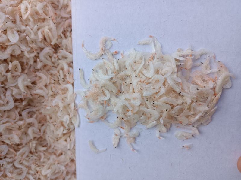 渤海湾无盐淡干虾皮，一手货源，干度好颜色好看