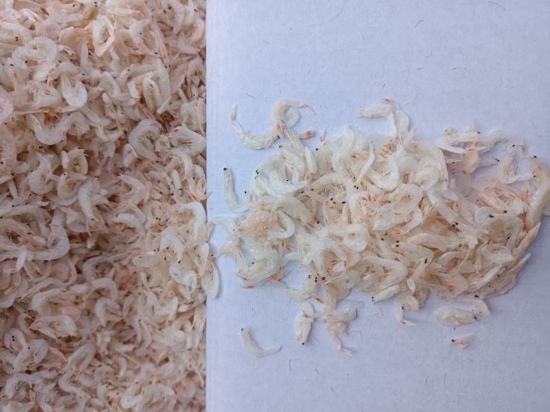渤海湾无盐淡干虾皮，一手货源，干度好颜色好看
