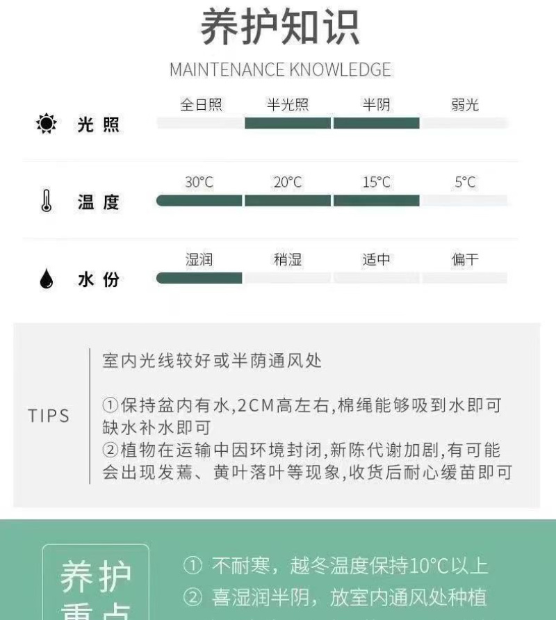 金钻绿公主盆四季常青盆栽植物办公室客厅吸甲醛净化空气