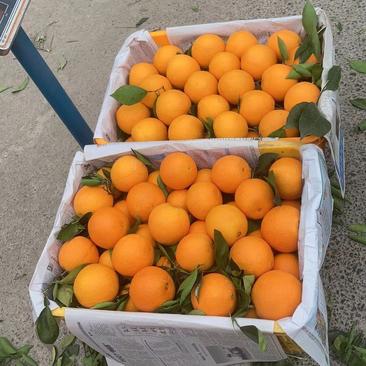 重庆纽荷尔脐橙果园直采量大从优全国代发欢迎来电