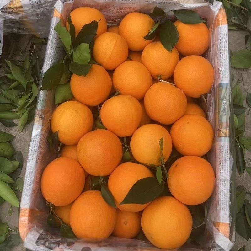 重庆奉节脐橙基地直供全国代发欢迎来电咨询