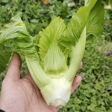 儿菜