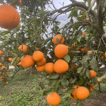 青见柑桔