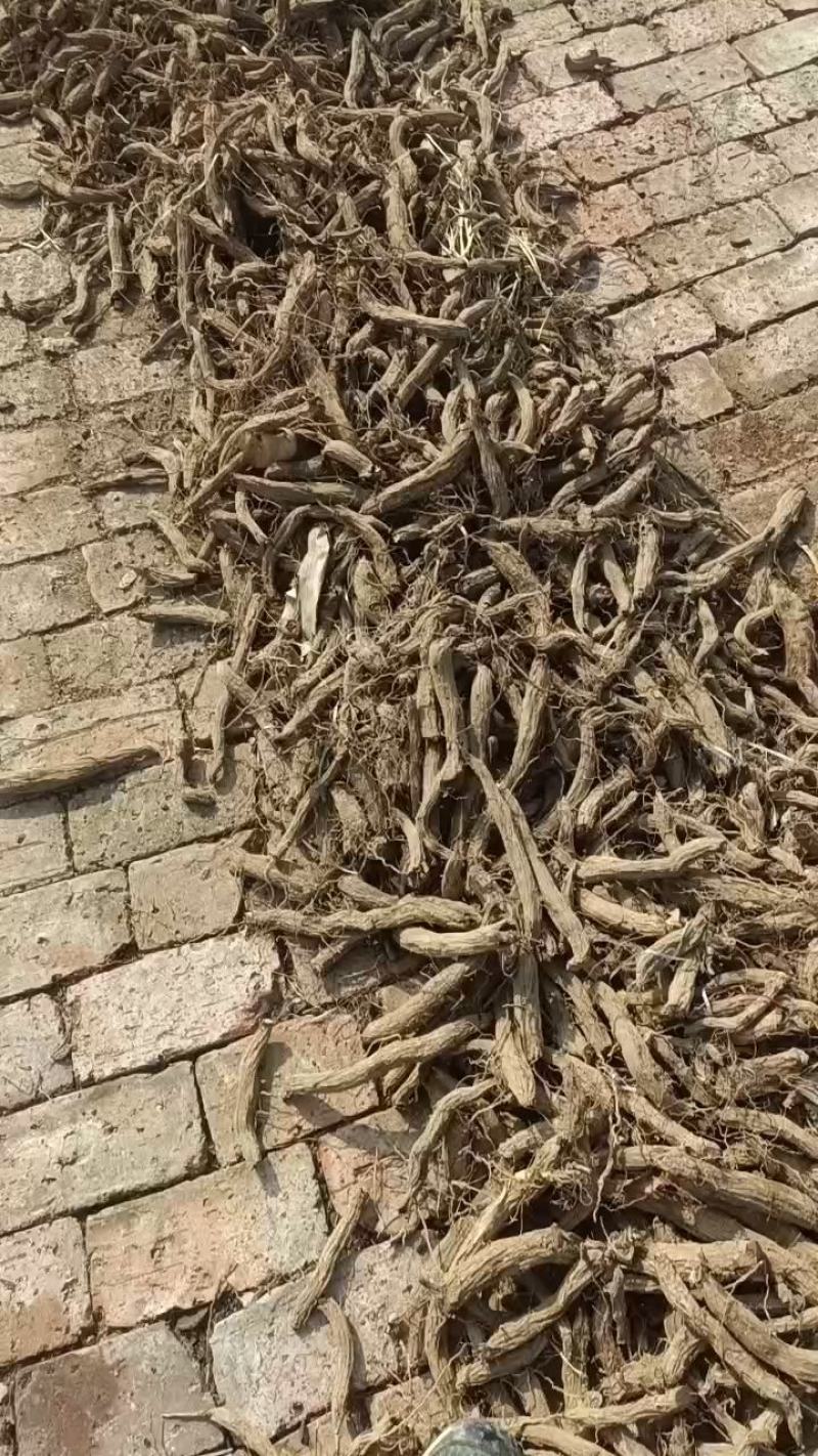 有大货的联系现金收货大量收购鲜玄参量大联系