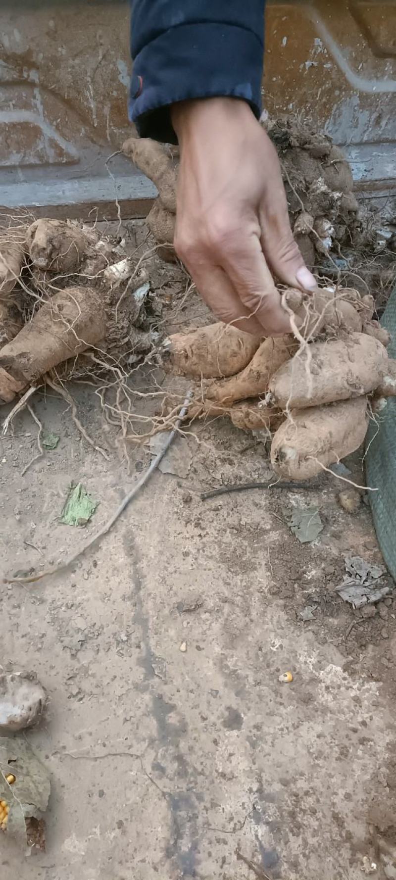 有大货的联系现金收货大量收购鲜玄参量大联系
