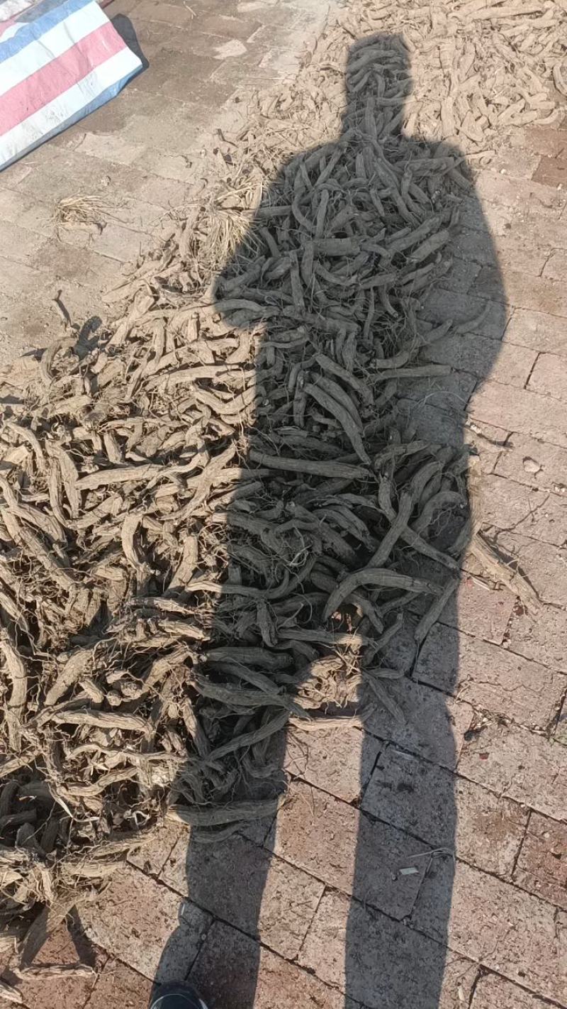 有大货的联系现金收货大量收购鲜玄参量大联系